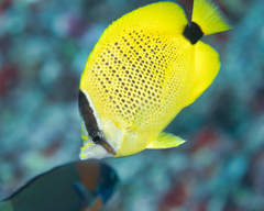 Chaetodon miliaris