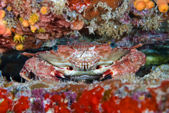 Goniosupradens hawaiensis