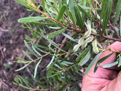 Acacia montana
