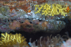 Melithaea bicolor