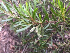 Acacia montana