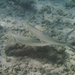 Hawaiian Ladyfish - Photo (c) David R, some rights reserved (CC BY-NC), uploaded by David R