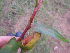 Persicaria meisneriana
