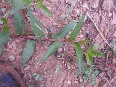 Persicaria meisneriana