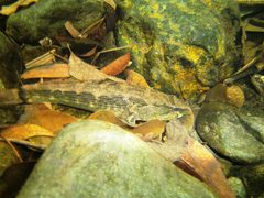 Green Backed Guavina photo 2