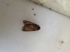 Mniotype albostigmata