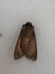 Mniotype albostigmata