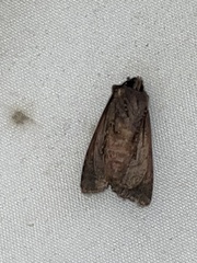 Mniotype albostigmata