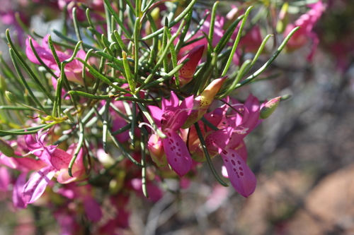 Image of Eremophila alternifolia by (c) Hugo Innes, some rights reserved (CC BY)