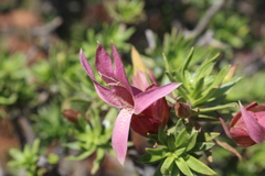 Eremophila miniata