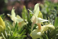 Eremophila miniata