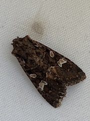 Mniotype albostigmata