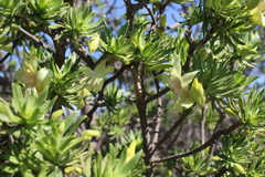 Eremophila miniata