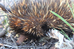 Tachyglossus aculeatus acanthion