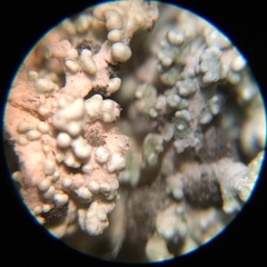 Stereocaulon condensatum