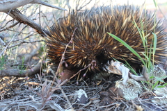 Tachyglossus aculeatus acanthion