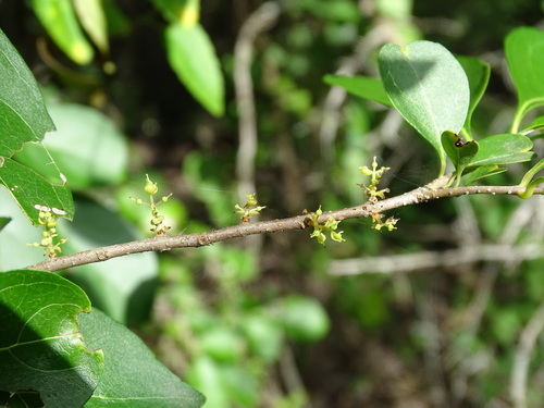Caca ravet (Forestiera rhamnifolia)