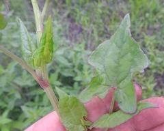 Rumex sagittatus