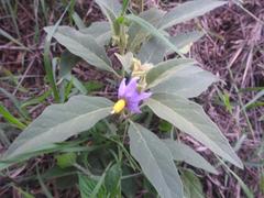 Solanum delagoense