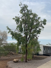 Corymbia ptychocarpa