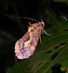 Eudocima smaragdipicta