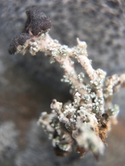 Stereocaulon condensatum