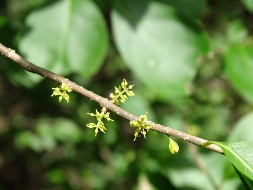 Image of Forestiera rhamnifolia by (c) Alexis López Hernández, some rights reserved (CC BY)
