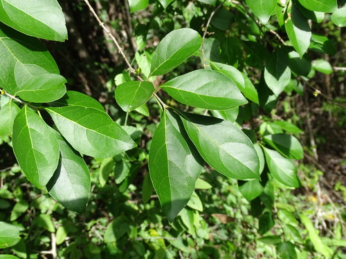 Image of Forestiera rhamnifolia by (c) Alexis López Hernández, some rights reserved (CC BY)