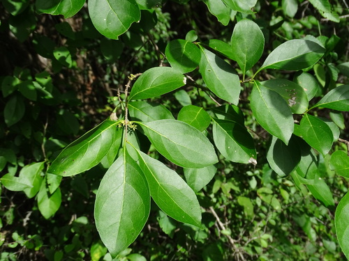 Image of Forestiera rhamnifolia by (c) Alexis López Hernández, some rights reserved (CC BY)