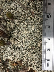 Stereocaulon condensatum