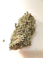 Stereocaulon condensatum