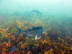 Latridopsis ciliaris