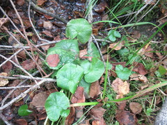 Caltha palustris