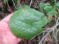 Caltha palustris