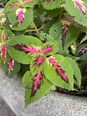 Coleus scutellarioides