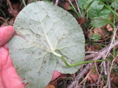 Caltha palustris
