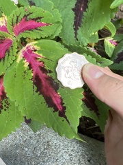 Coleus scutellarioides