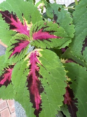 Coleus scutellarioides