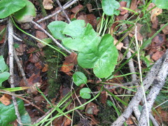 Caltha palustris