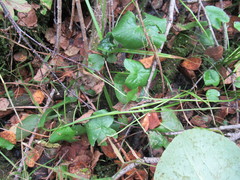 Caltha palustris