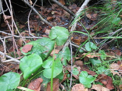 Caltha palustris