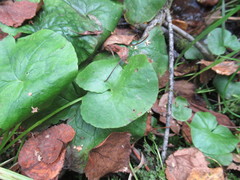 Caltha palustris