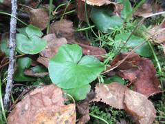 Caltha palustris