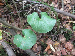 Caltha palustris