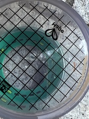 Oecophylla smaragdina