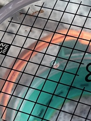 Oecophylla smaragdina