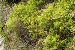 Veronica stenophylla stenophylla