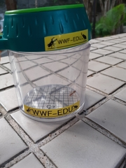 Oecophylla smaragdina