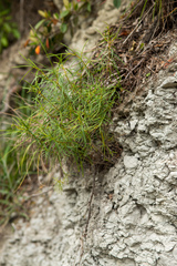 Veronica stenophylla stenophylla
