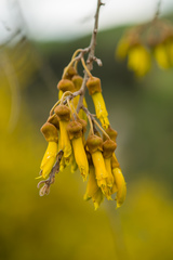 Sophora godleyi